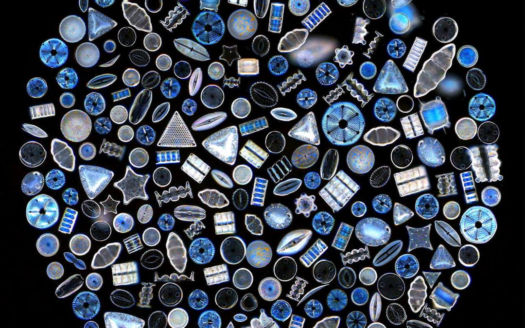 Un salon biomimétique