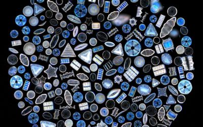 Un salon biomimétique