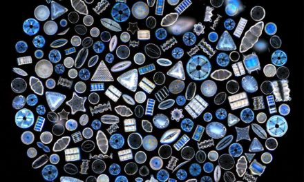 Un salon biomimétique