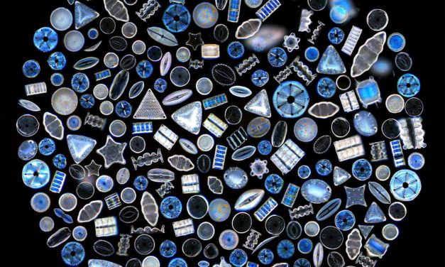 Un salon biomimétique